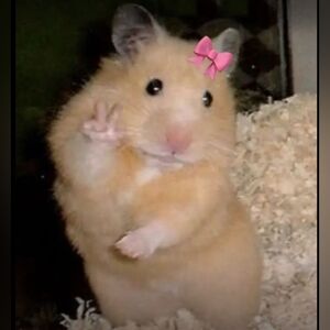 Meet your Posher, Gabrielle